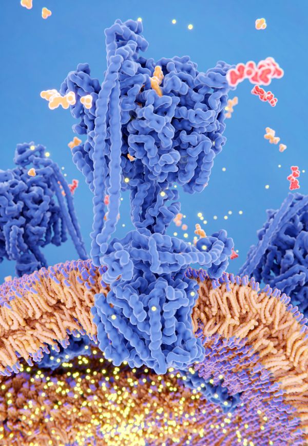 Boundless Energy and Mental Clarity