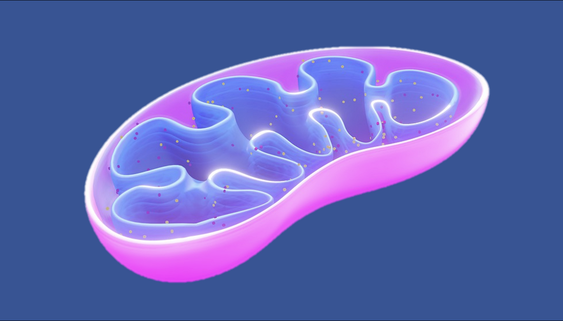 Looking For A Calcium Supplement?